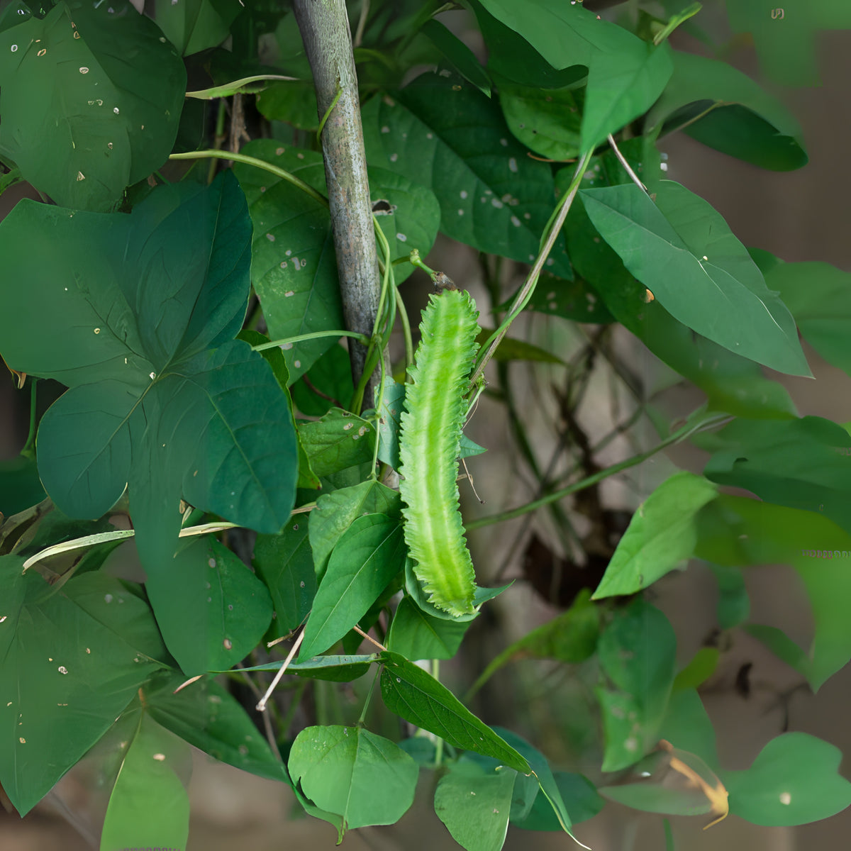 Winged Bean Seeds - Edible, Potted, 10+ seeds
