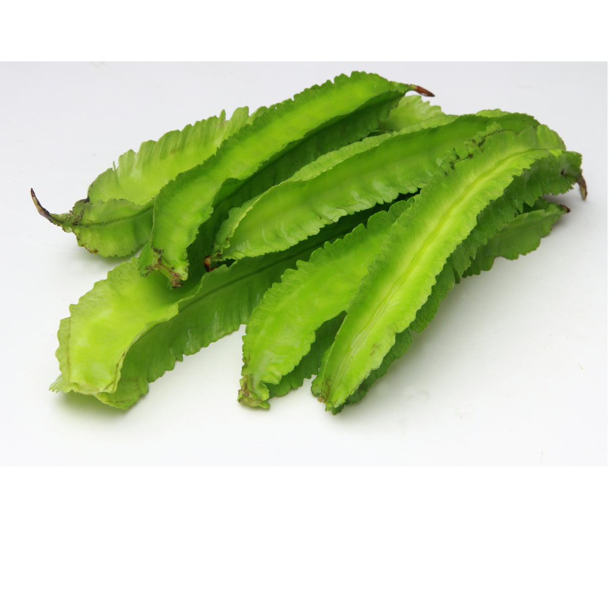 Winged Bean Seeds - Edible, Potted, 10+ seeds