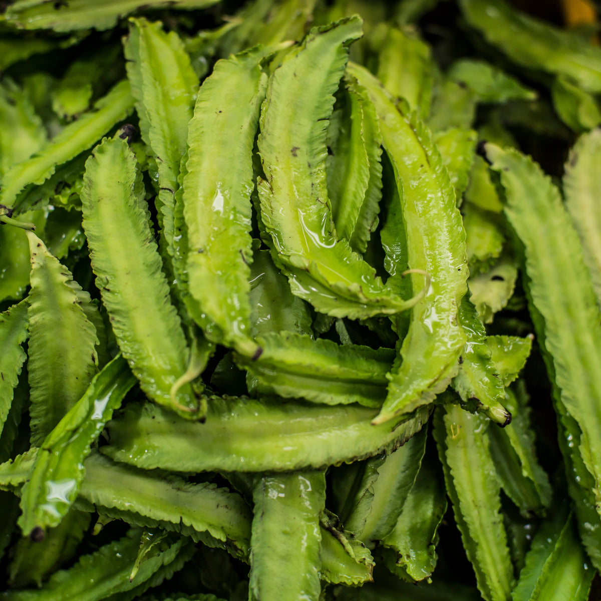 Winged Bean Seeds - Edible, Potted, 10+ seeds