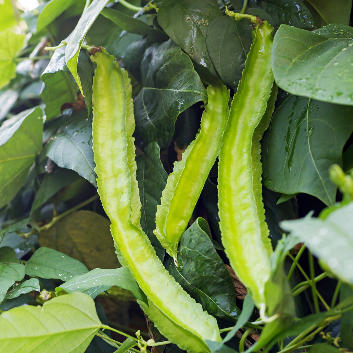 Winged Bean Seeds - Edible, Potted, 10+ seeds