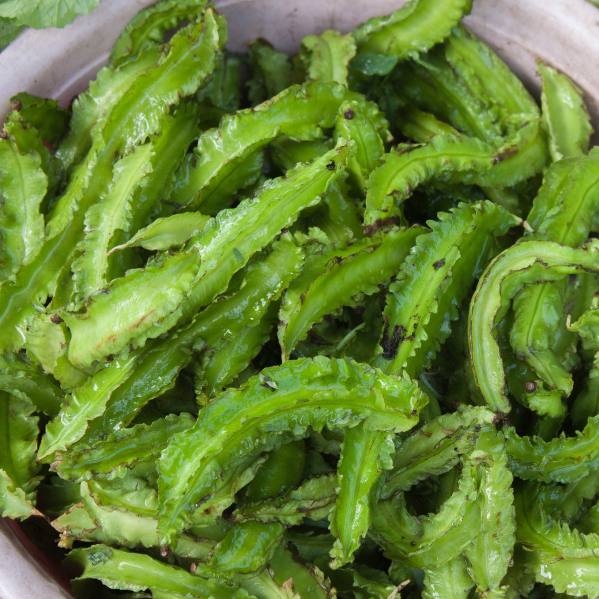 Winged Bean Seeds - Edible, Potted, 10+ seeds