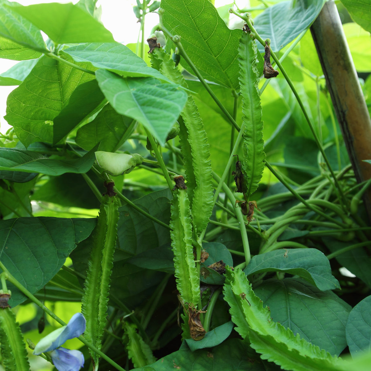 Winged Bean Seeds - Edible, Potted, 10+ seeds
