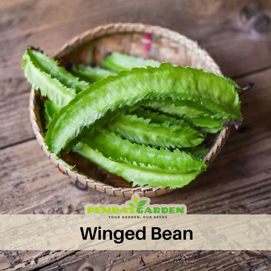 Winged Bean Seeds - Edible, Potted, 10+ seeds