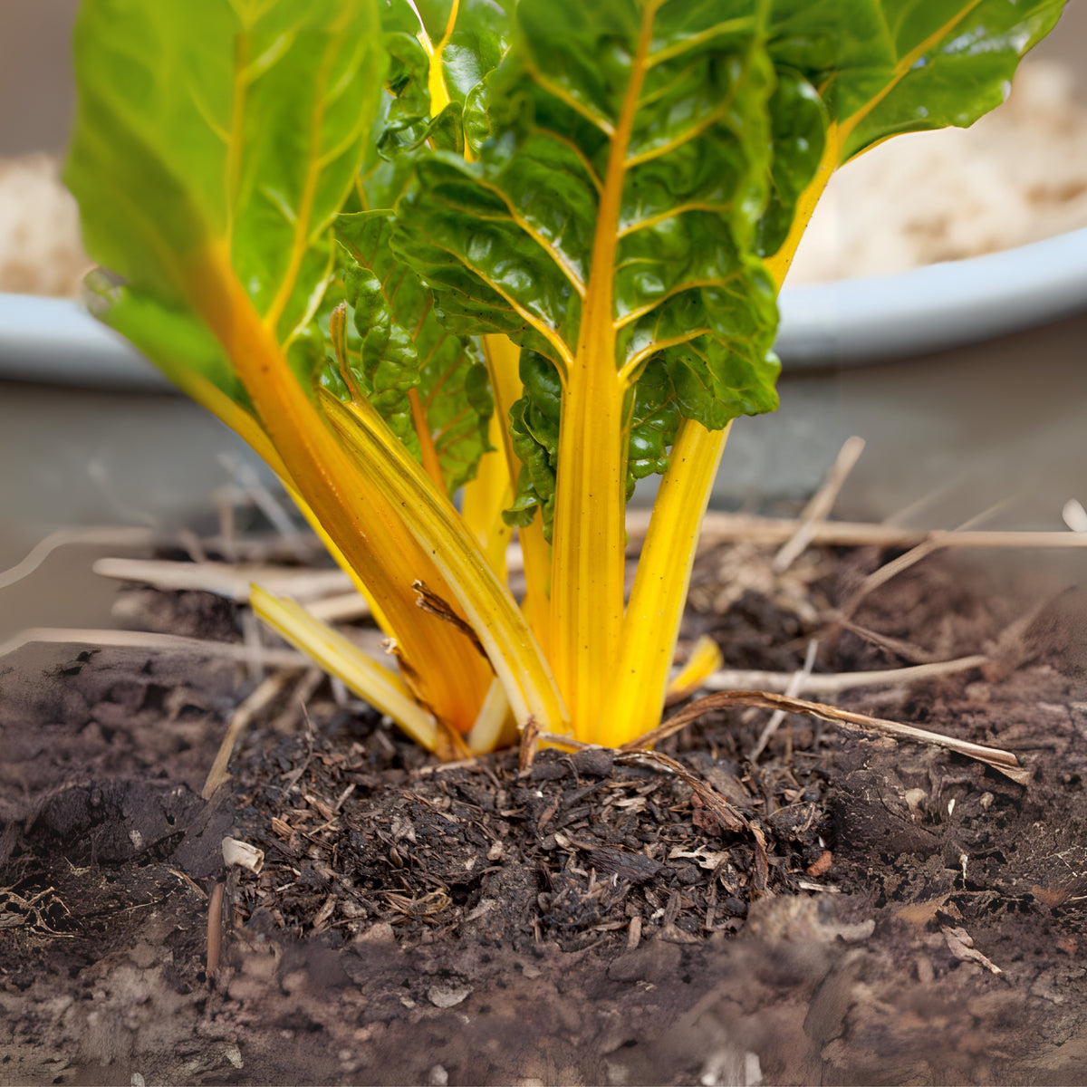 Golden Chard Seeds - Cold Resistant, Potted, 25+ seeds