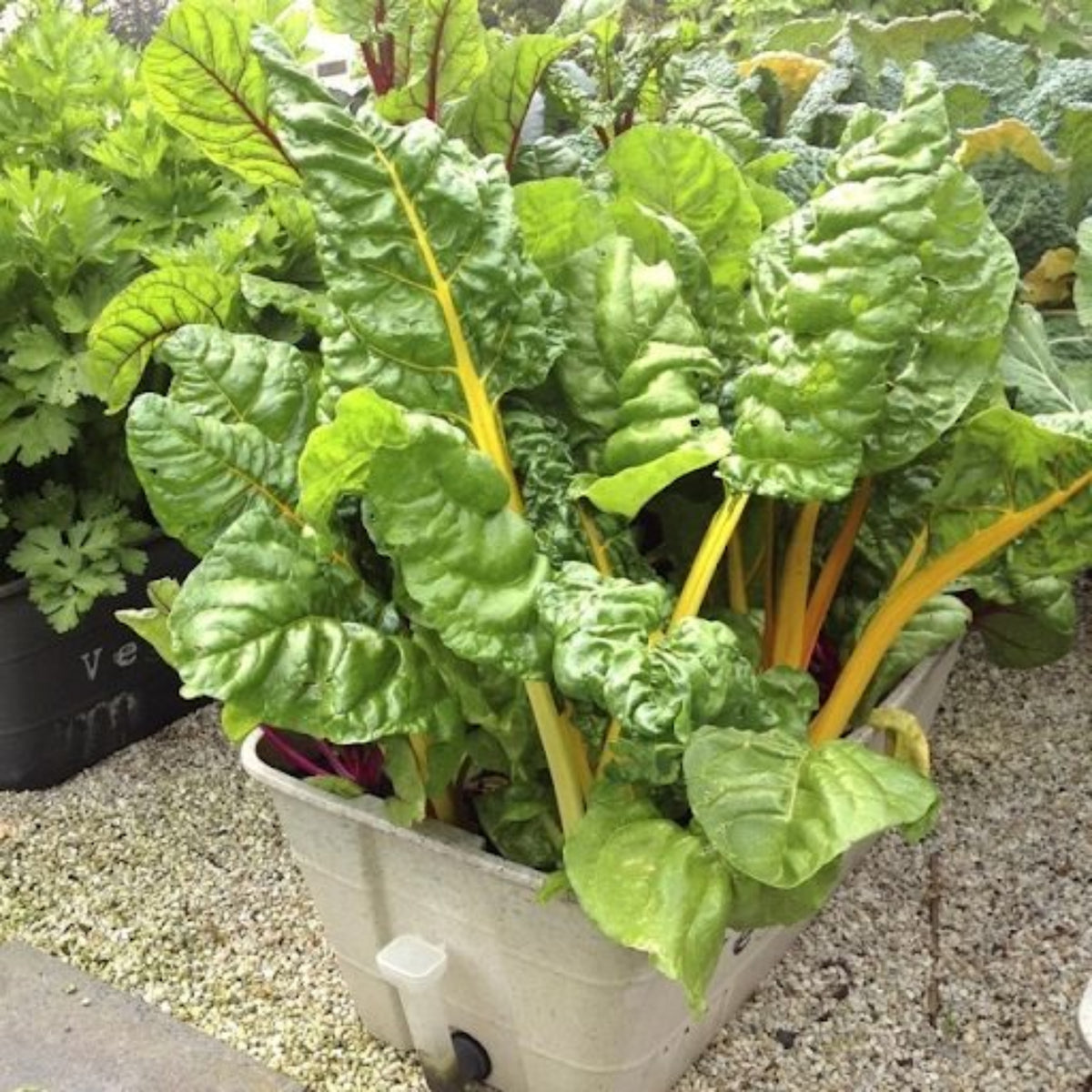 Golden Chard Seeds - Cold Resistant, Potted, 25+ seeds