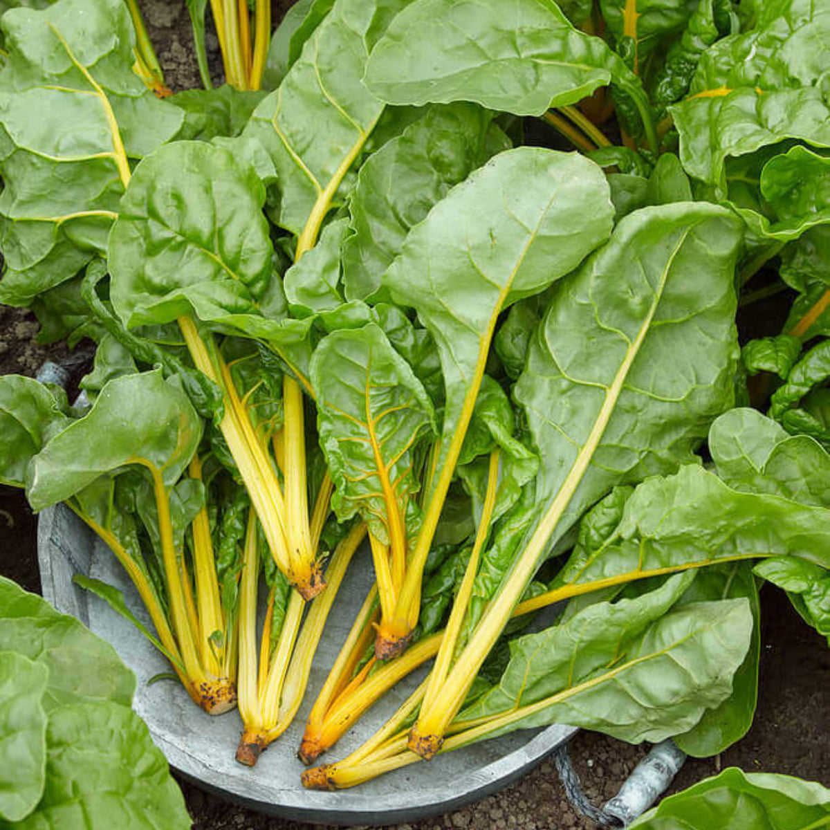Golden Chard Seeds - Cold Resistant, Potted, 25+ seeds