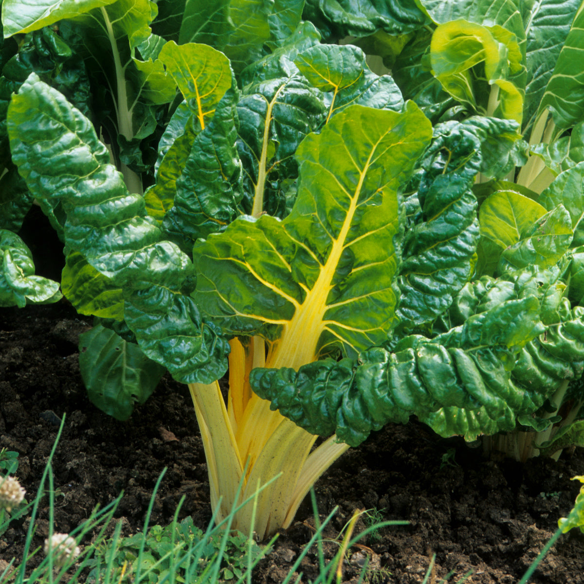 Golden Chard Seeds - Cold Resistant, Potted, 25+ seeds