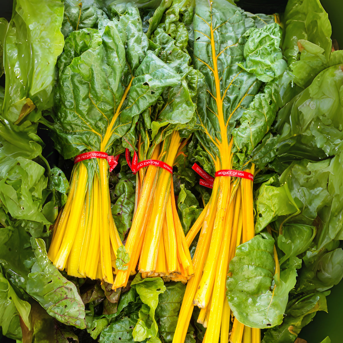 Golden Chard Seeds - Cold Resistant, Potted, 25+ seeds