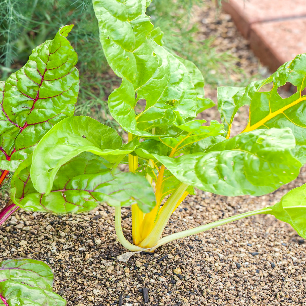 Golden Chard Seeds - Cold Resistant, Potted, 25+ seeds