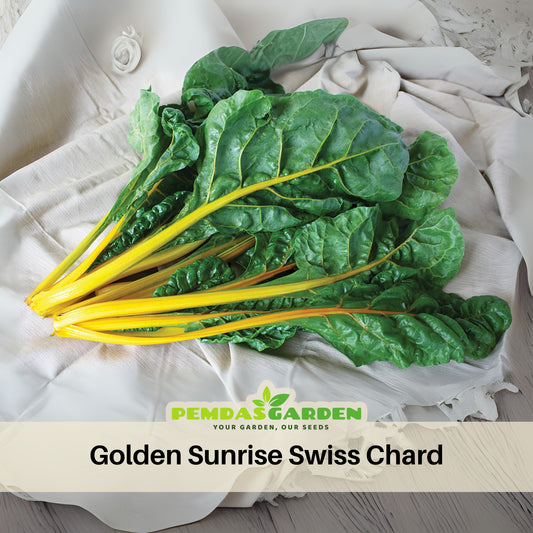 Golden Chard Seeds - Cold Resistant, Potted, 25+ seeds
