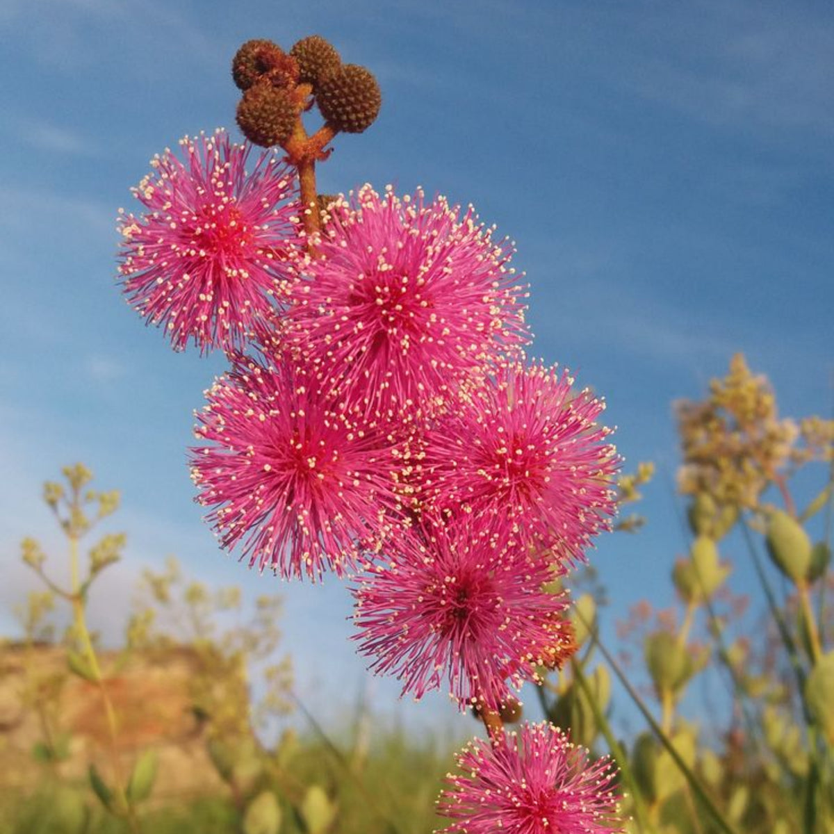 Sensitive Mimosa Seeds - Air Purifying, Flowering, 25+ seeds