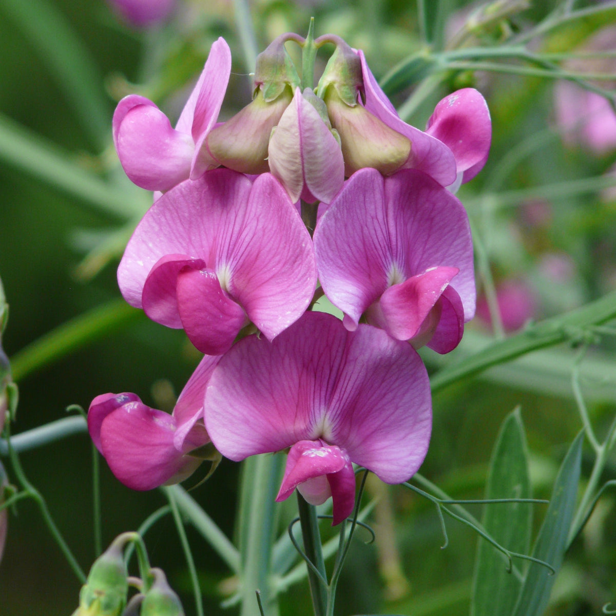 Common Vetch Seeds - Edible, Cold Resistant, 25+ seeds
