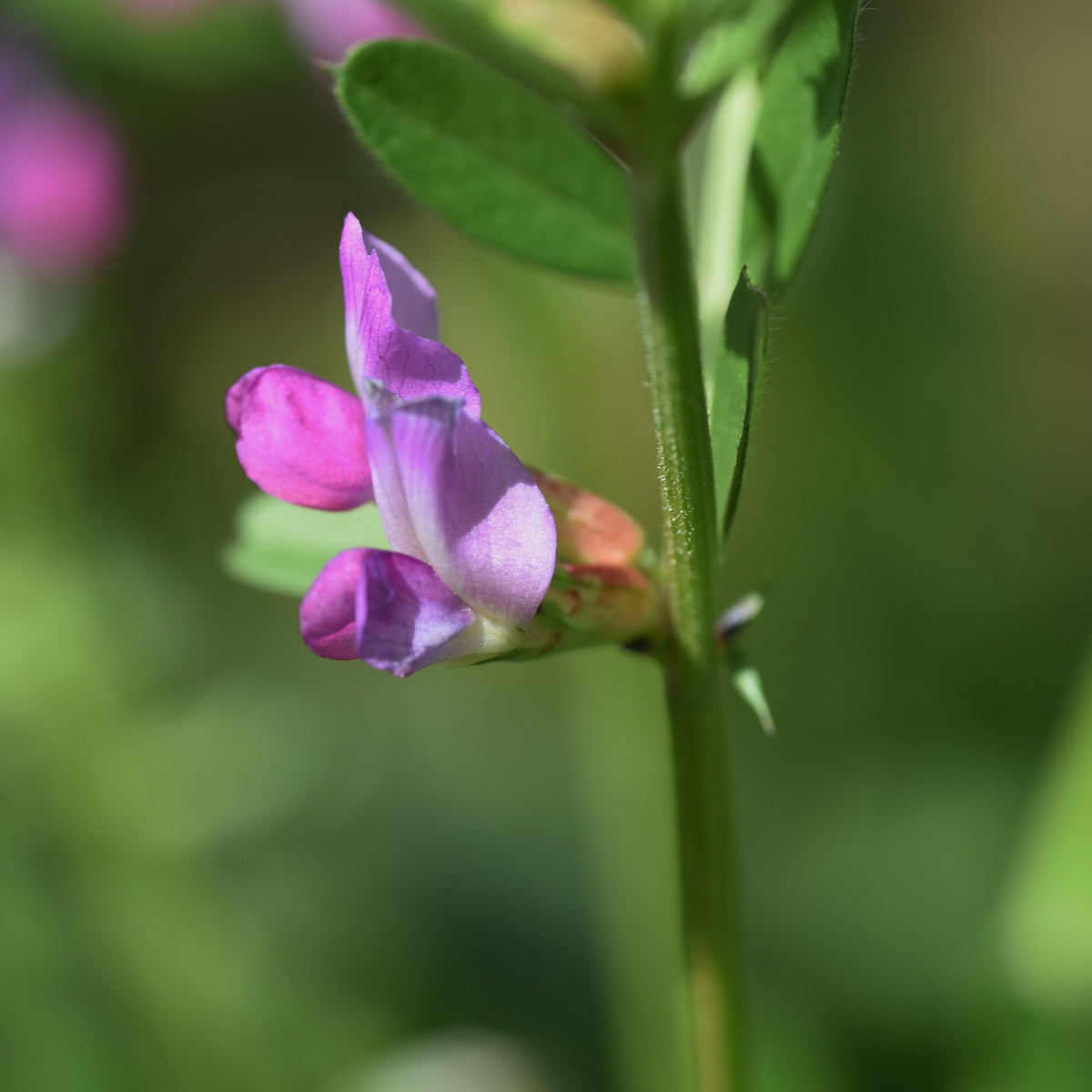 Common Vetch Seeds - Edible, Cold Resistant, 25+ seeds