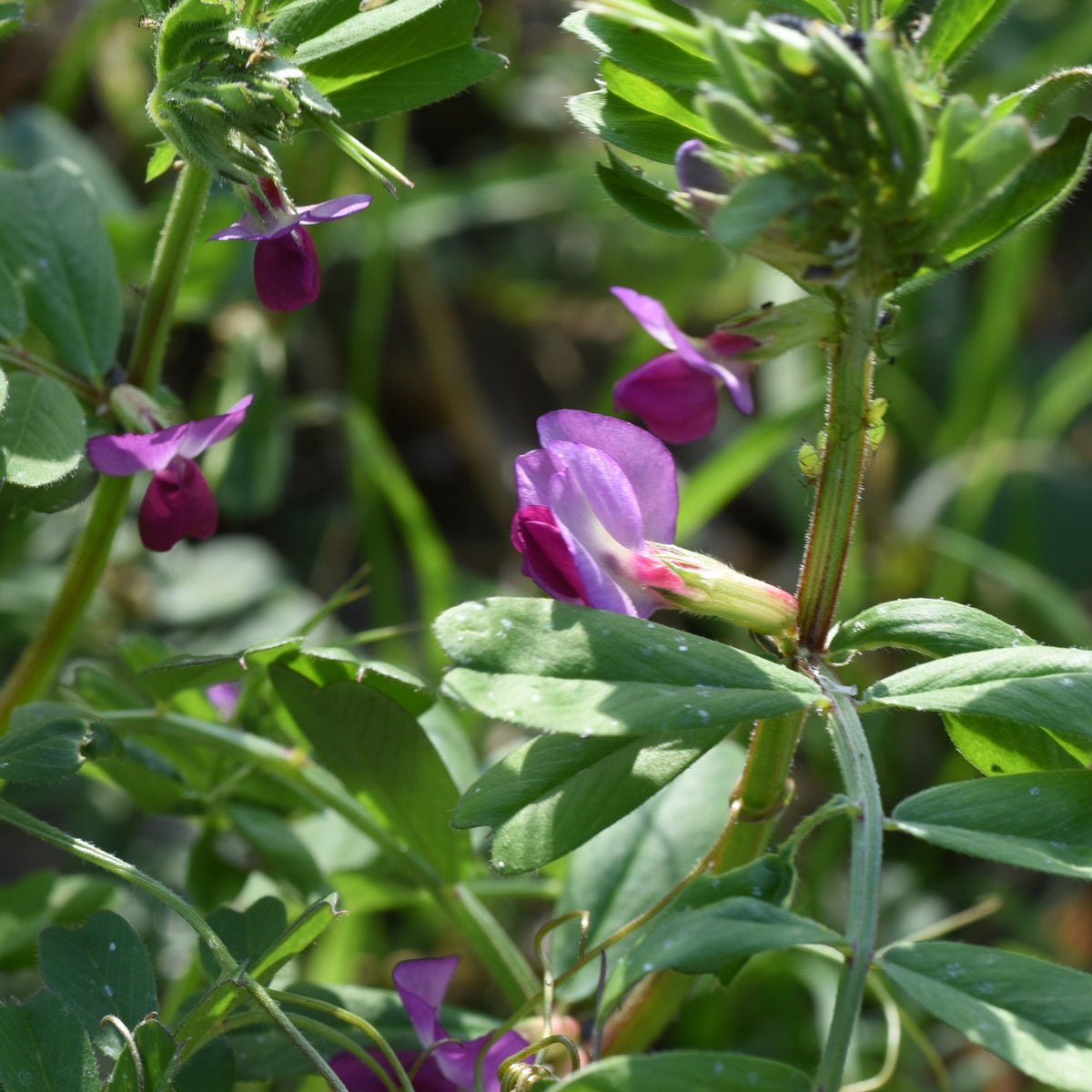 Common Vetch Seeds - Edible, Cold Resistant, 25+ seeds