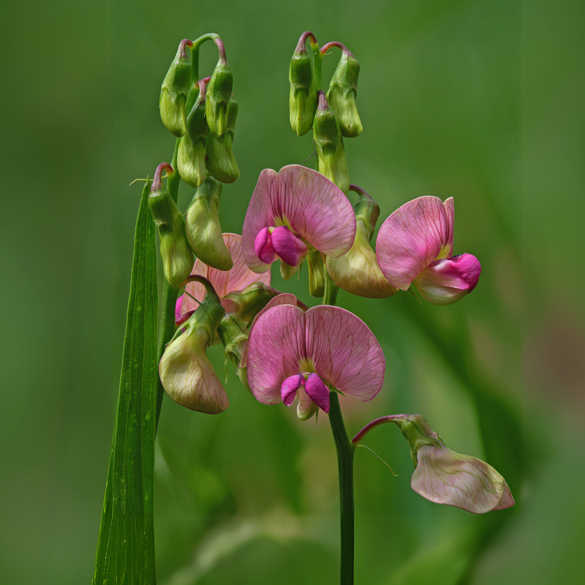 Common Vetch Seeds - Edible, Cold Resistant, 25+ seeds