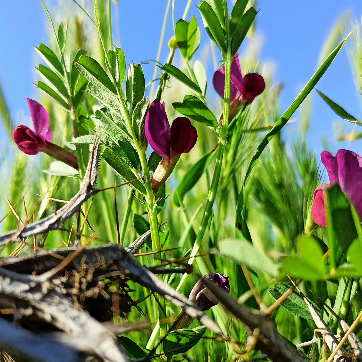 Common Vetch Seeds - Edible, Cold Resistant, 25+ seeds