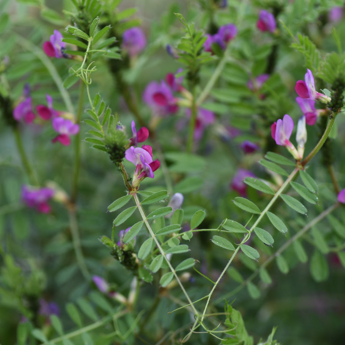 Common Vetch Seeds - Edible, Cold Resistant, 25+ seeds