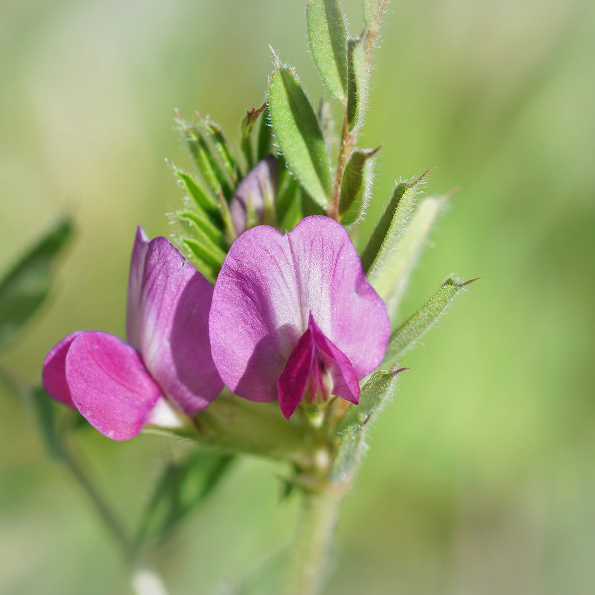 Common Vetch Seeds - Edible, Cold Resistant, 25+ seeds