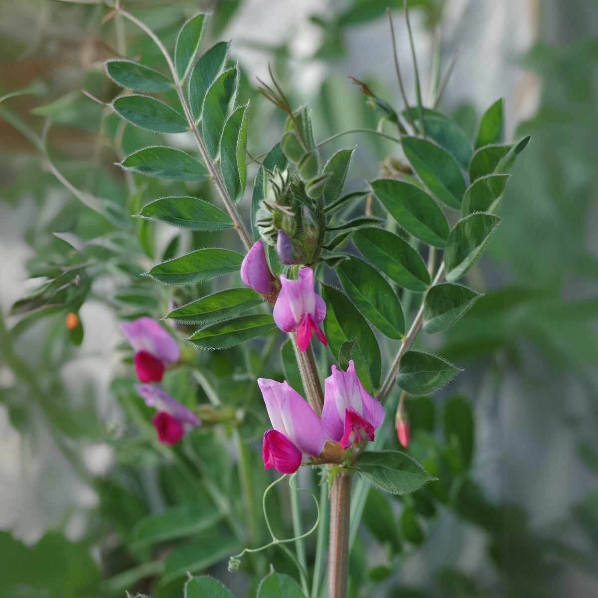 Common Vetch Seeds - Edible, Cold Resistant, 25+ seeds