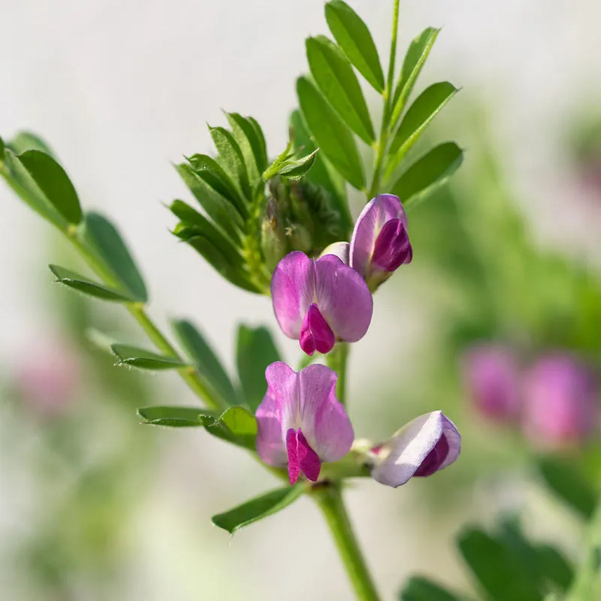 Common Vetch Seeds - Edible, Cold Resistant, 25+ seeds