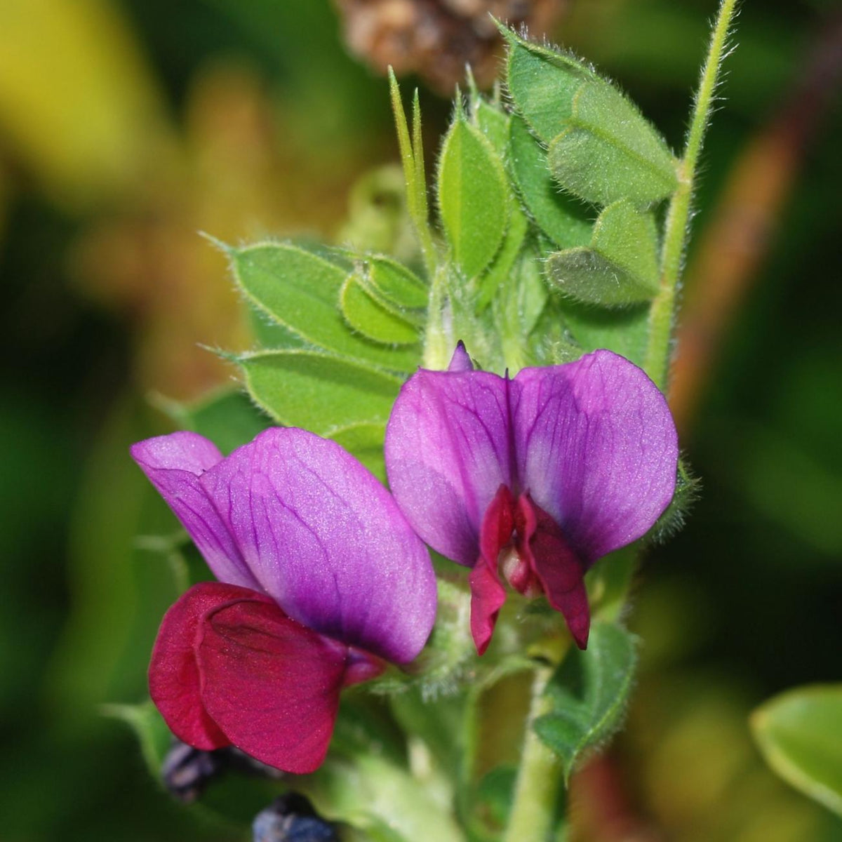Common Vetch Seeds - Edible, Cold Resistant, 25+ seeds