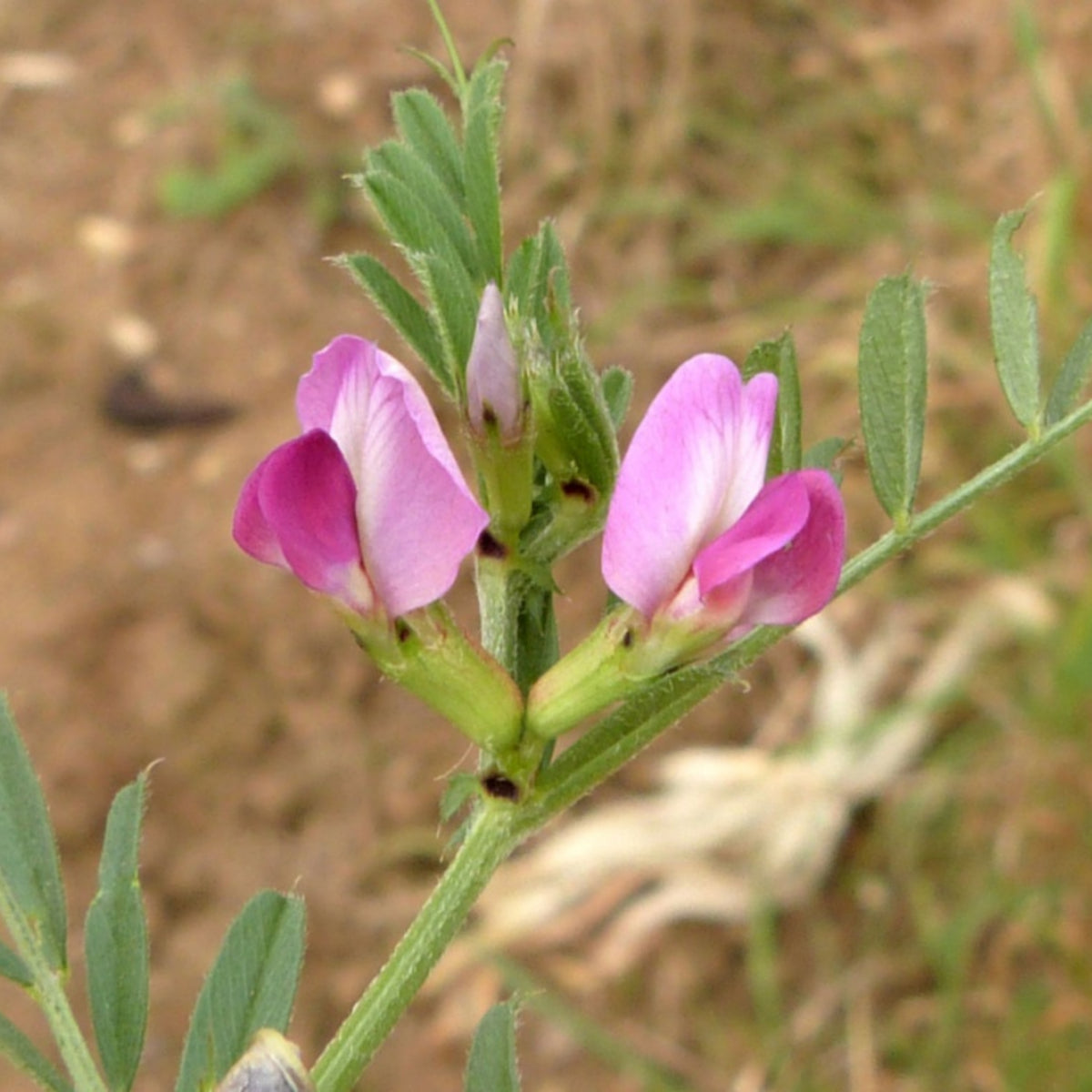 Common Vetch Seeds - Edible, Cold Resistant, 25+ seeds