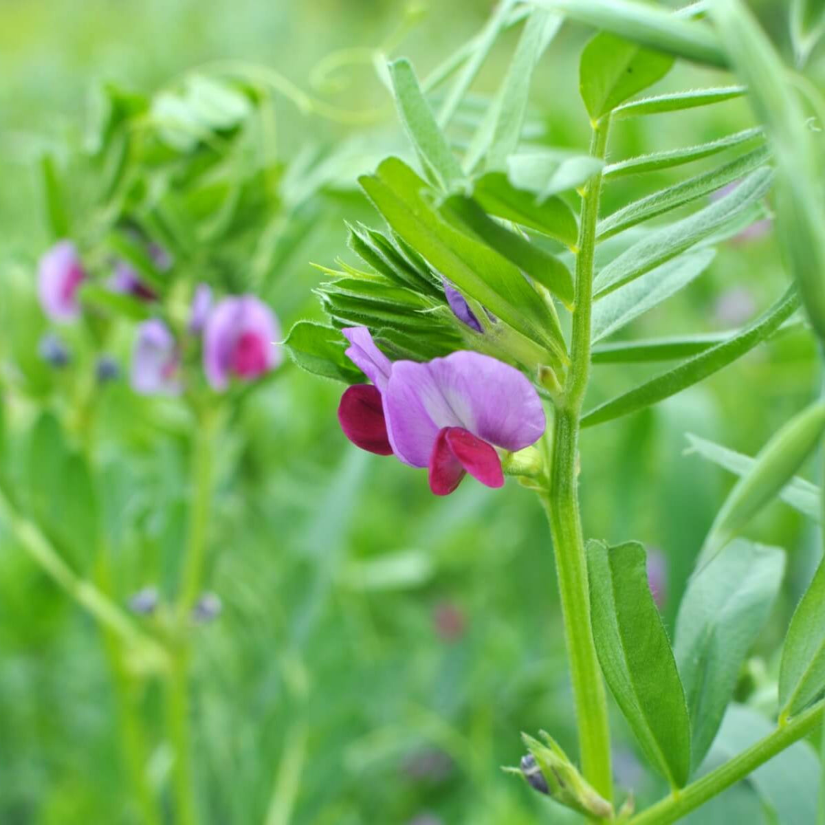 Common Vetch Seeds - Edible, Cold Resistant, 25+ seeds