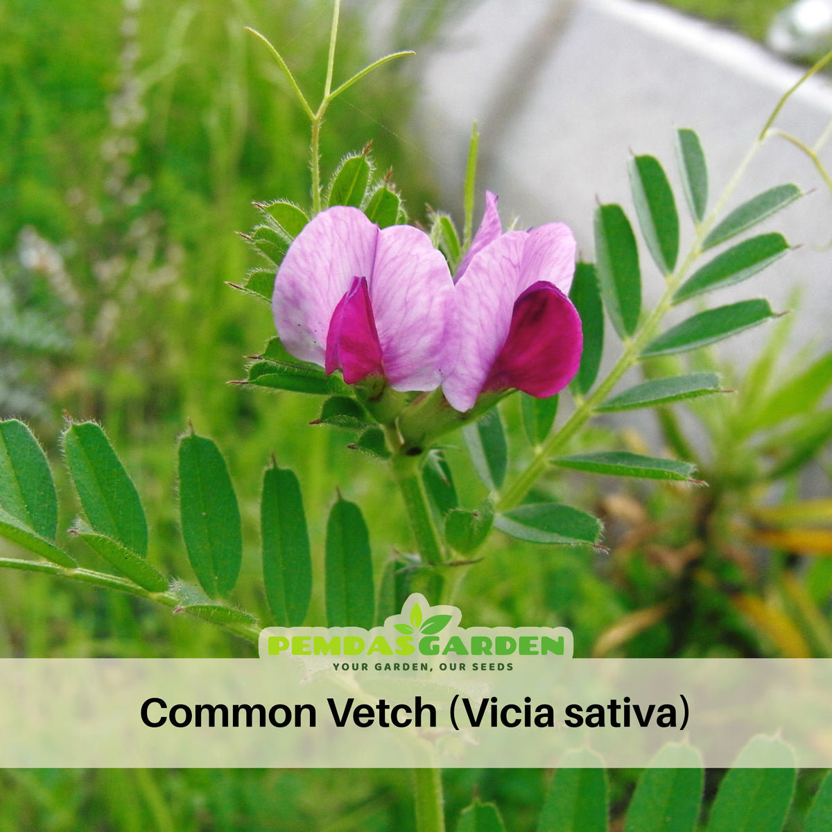 Common Vetch Seeds - Edible, Cold Resistant, 25+ seeds