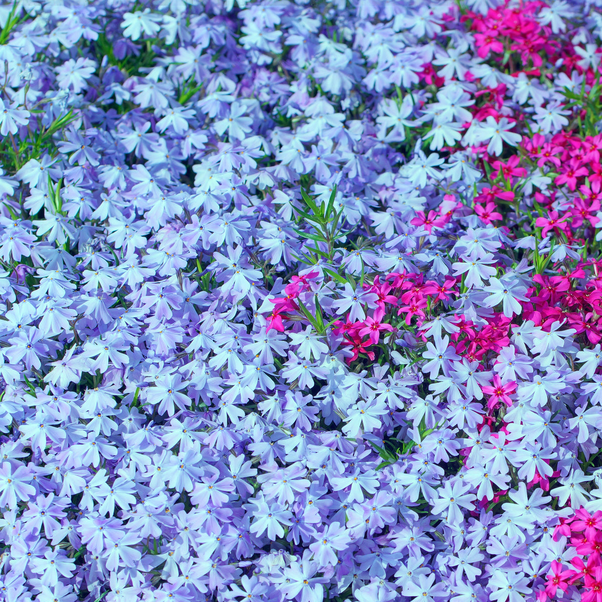 Emerald Blue Creeping Phlox Seeds - Cold Resistant, 25+ seeds