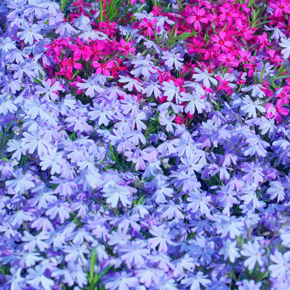 Emerald Blue Creeping Phlox Seeds - Cold Resistant, 25+ seeds