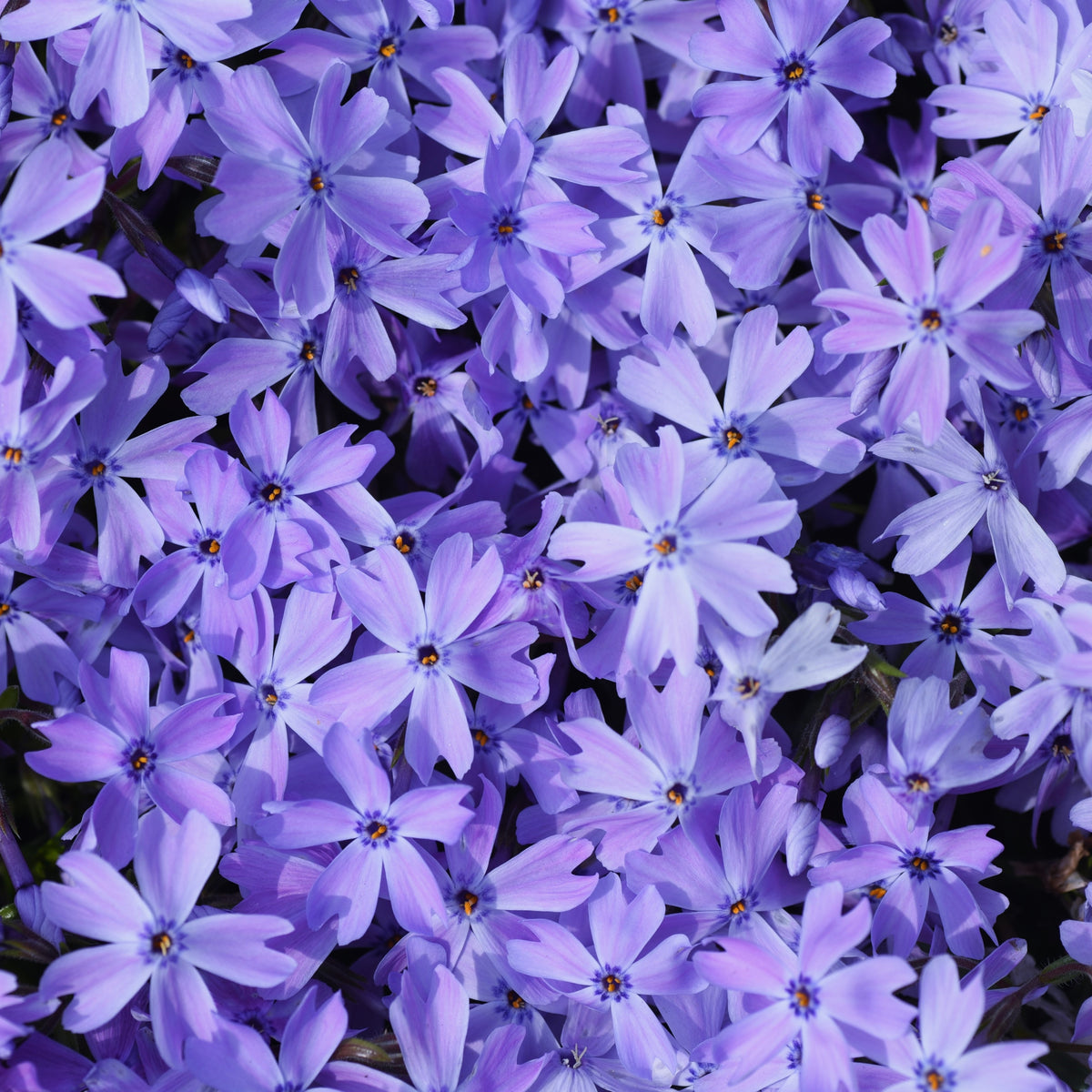 Emerald Blue Creeping Phlox Seeds - Cold Resistant, 25+ seeds