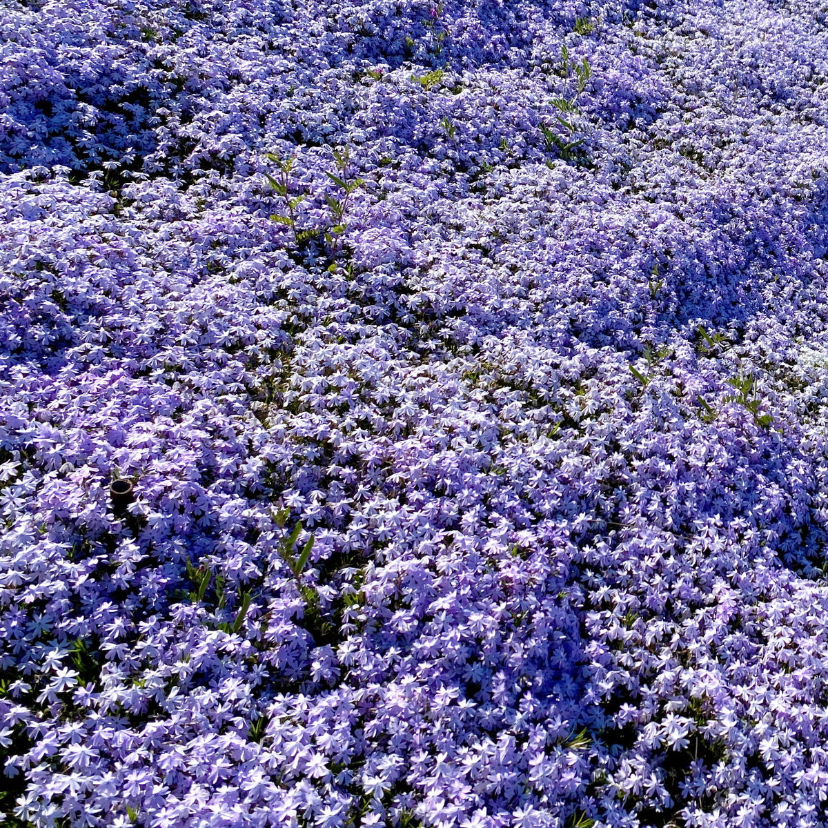 Emerald Blue Creeping Phlox Seeds - Cold Resistant, 25+ seeds