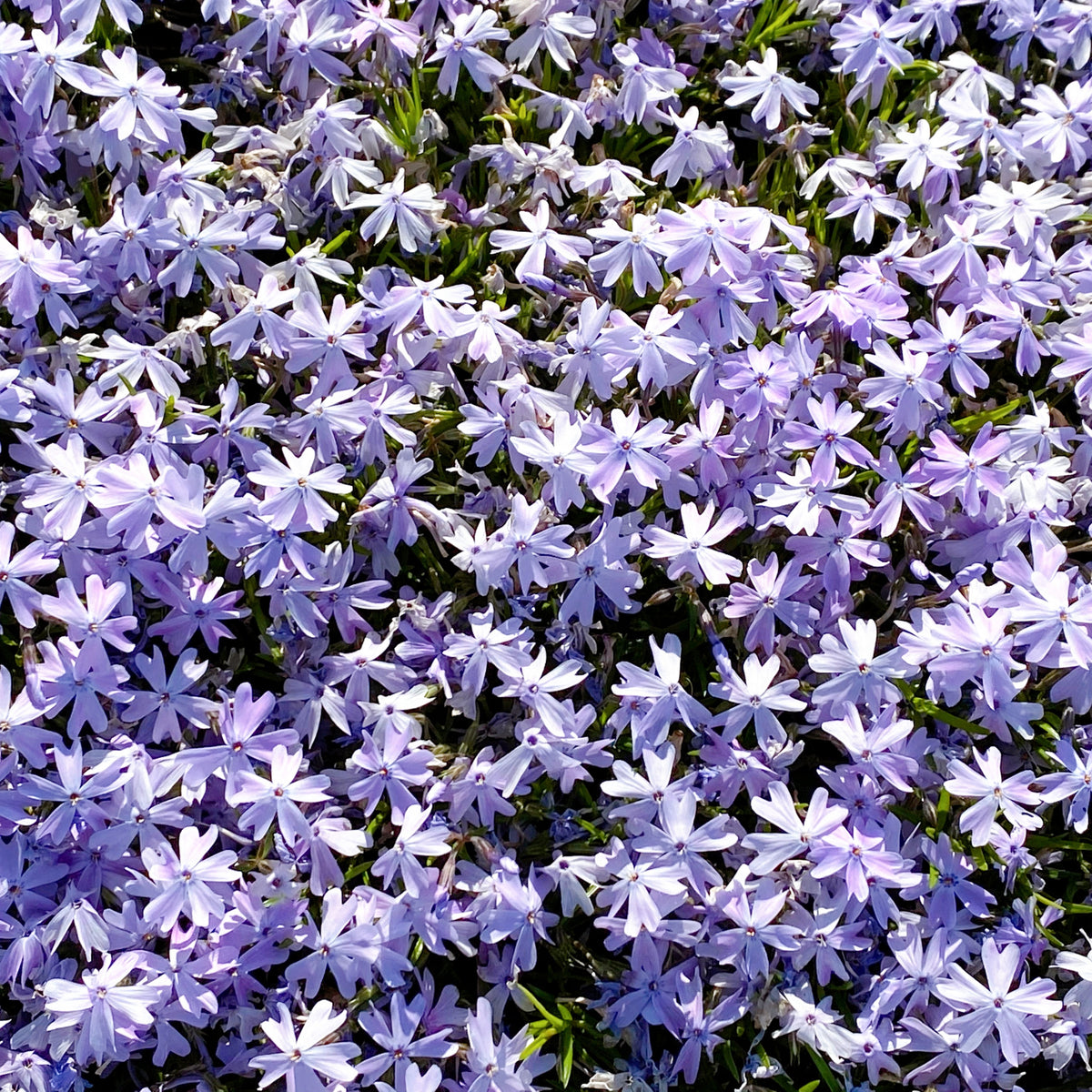 Emerald Blue Creeping Phlox Seeds - Cold Resistant, 25+ seeds