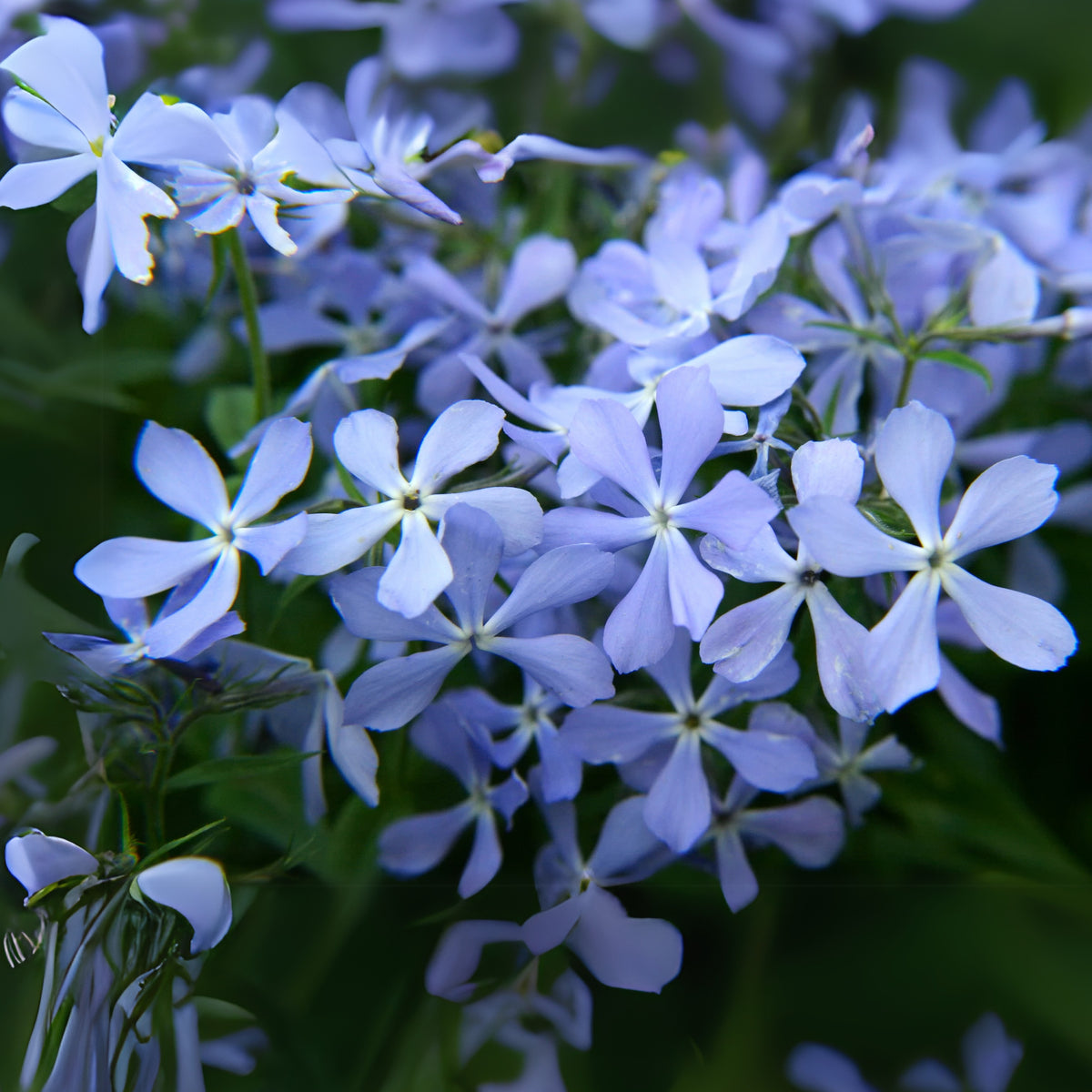 Emerald Blue Creeping Phlox Seeds - Cold Resistant, 25+ seeds