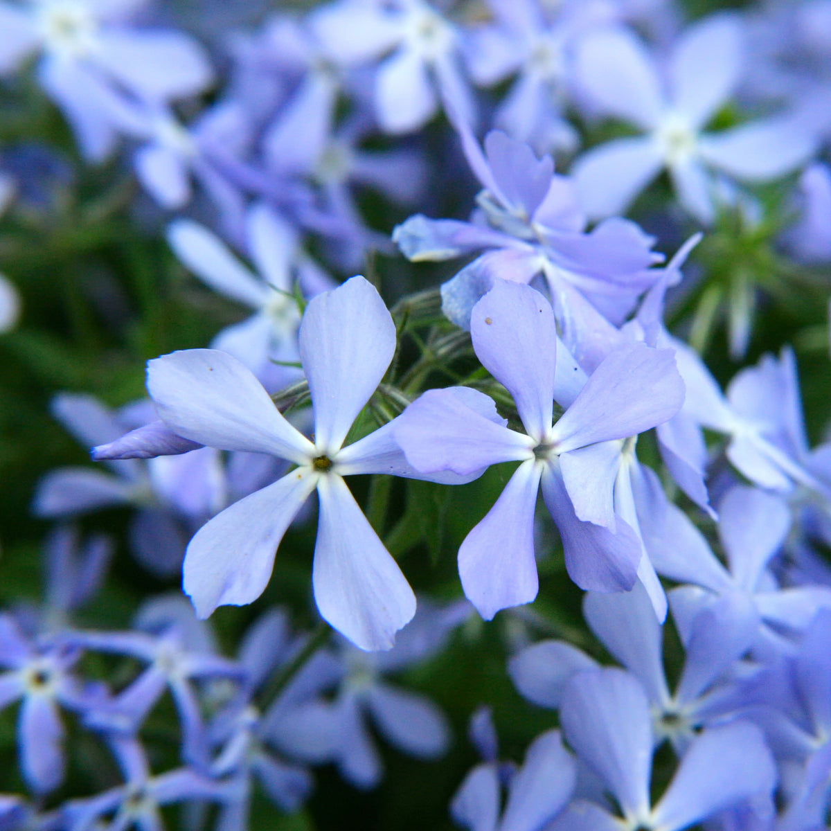 Emerald Blue Creeping Phlox Seeds - Cold Resistant, 25+ seeds
