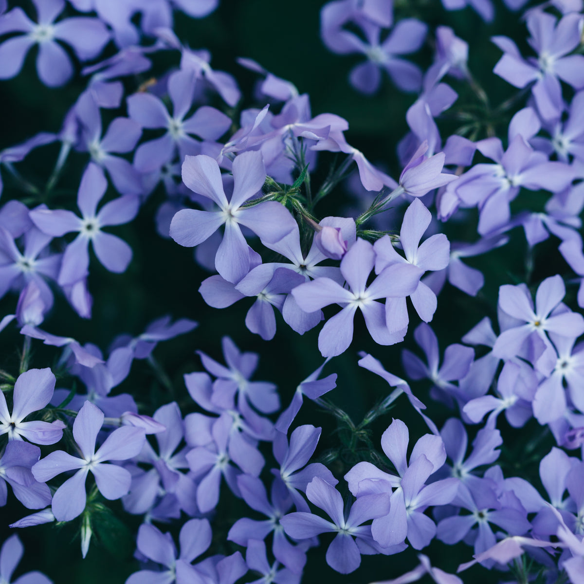 Emerald Blue Creeping Phlox Seeds - Cold Resistant, 25+ seeds