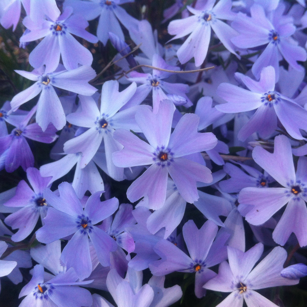 Emerald Blue Creeping Phlox Seeds - Cold Resistant, 25+ seeds