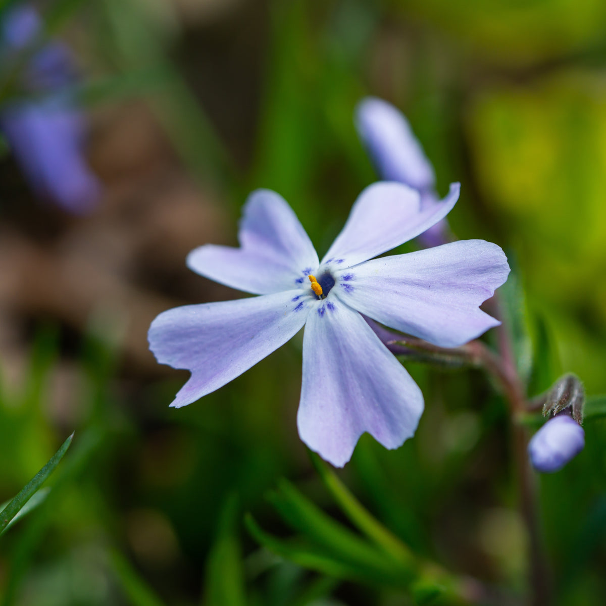 Emerald Blue Creeping Phlox Seeds - Cold Resistant, 25+ seeds