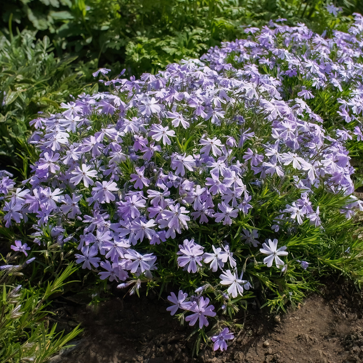 Emerald Blue Creeping Phlox Seeds - Cold Resistant, 25+ seeds