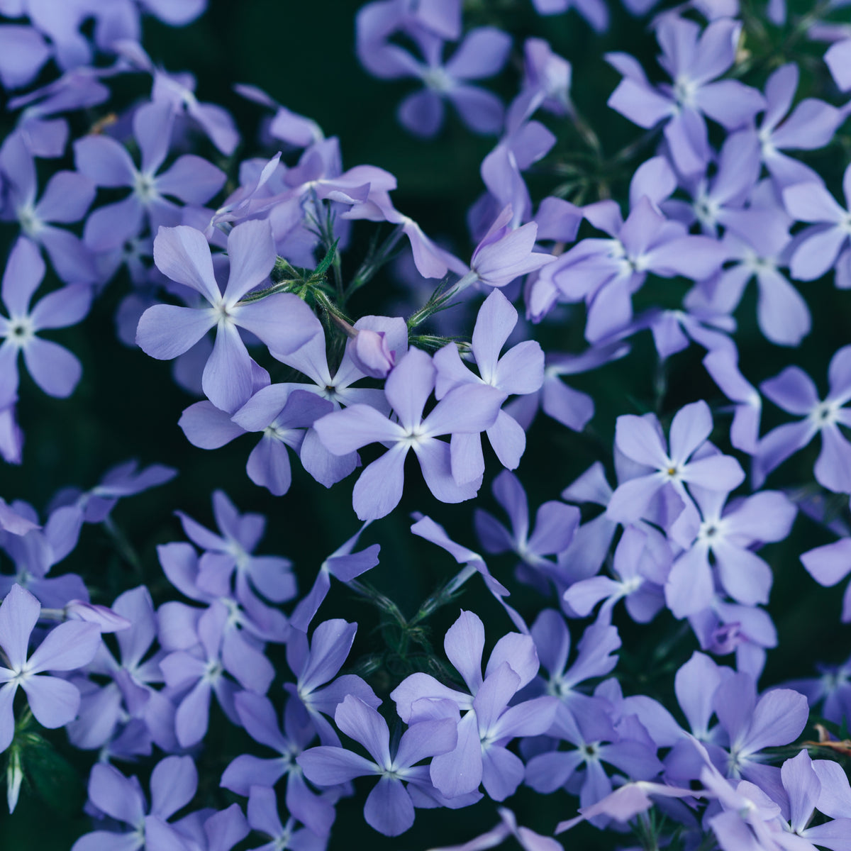 Emerald Blue Creeping Phlox Seeds - Cold Resistant, 25+ seeds