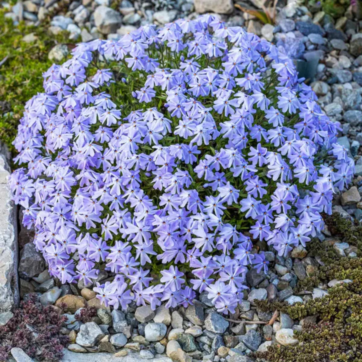 Emerald Blue Creeping Phlox Seeds - Cold Resistant, 25+ seeds