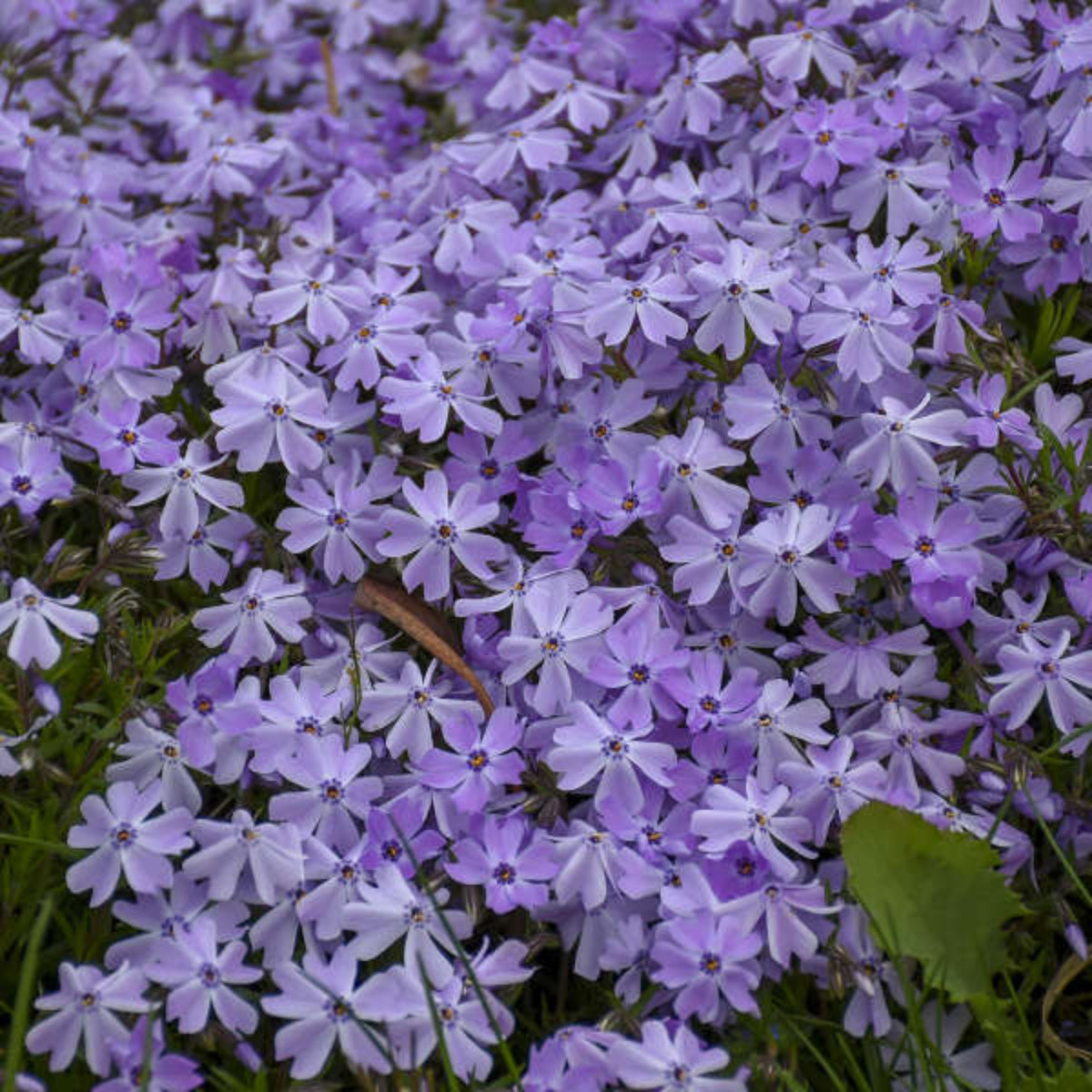 Emerald Blue Creeping Phlox Seeds - Cold Resistant, 25+ seeds