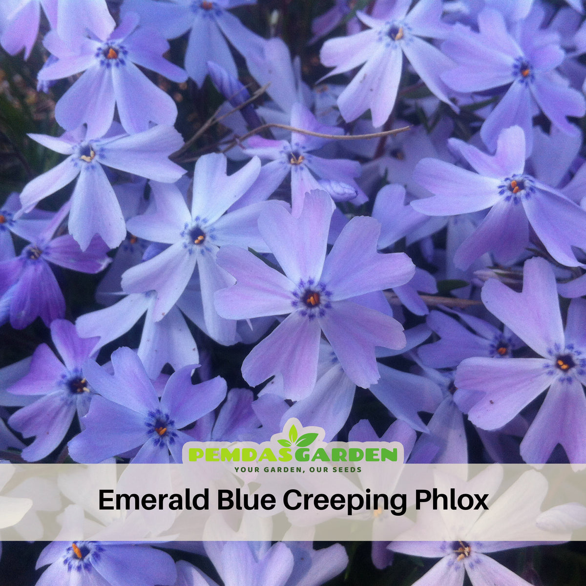 Emerald Blue Creeping Phlox Seeds - Cold Resistant, 25+ seeds