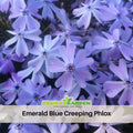 25+ Seeds| Emerald Blue Creeping Phlox Seeds - Cold Resistant - Drought Resistant - Evergreen - Potted - Plant in early Spring/Fall - #82
