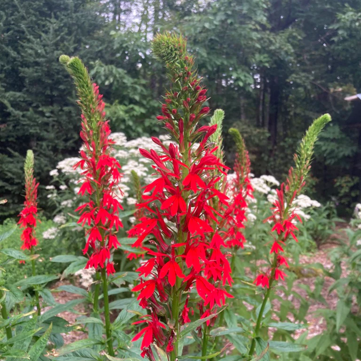 Lobelia Cardinalis Seeds - Cardinal Seeds, Annual, 30+ seeds