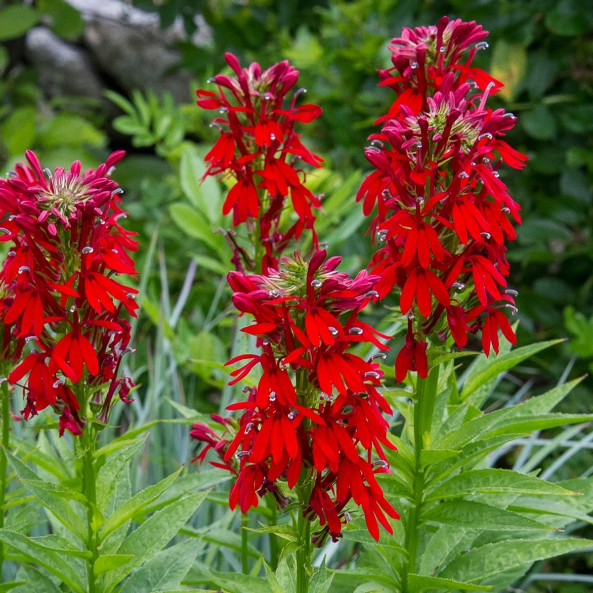 Lobelia Cardinalis Seeds - Cardinal Seeds, Annual, 30+ seeds