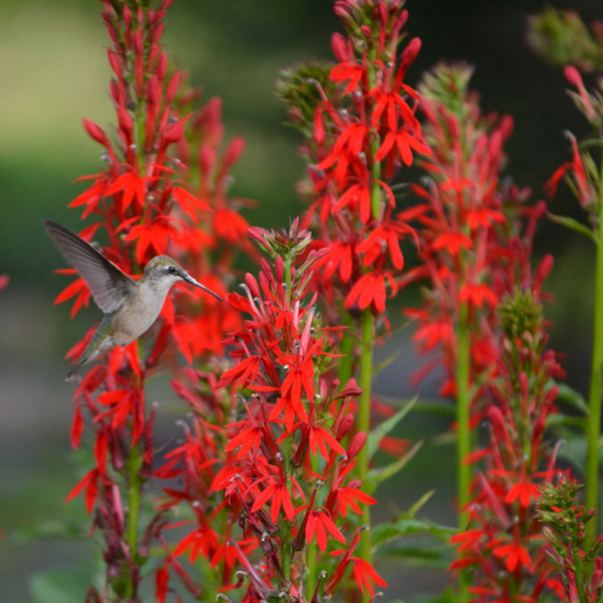 Lobelia Cardinalis Seeds - Cardinal Seeds, Annual, 30+ seeds