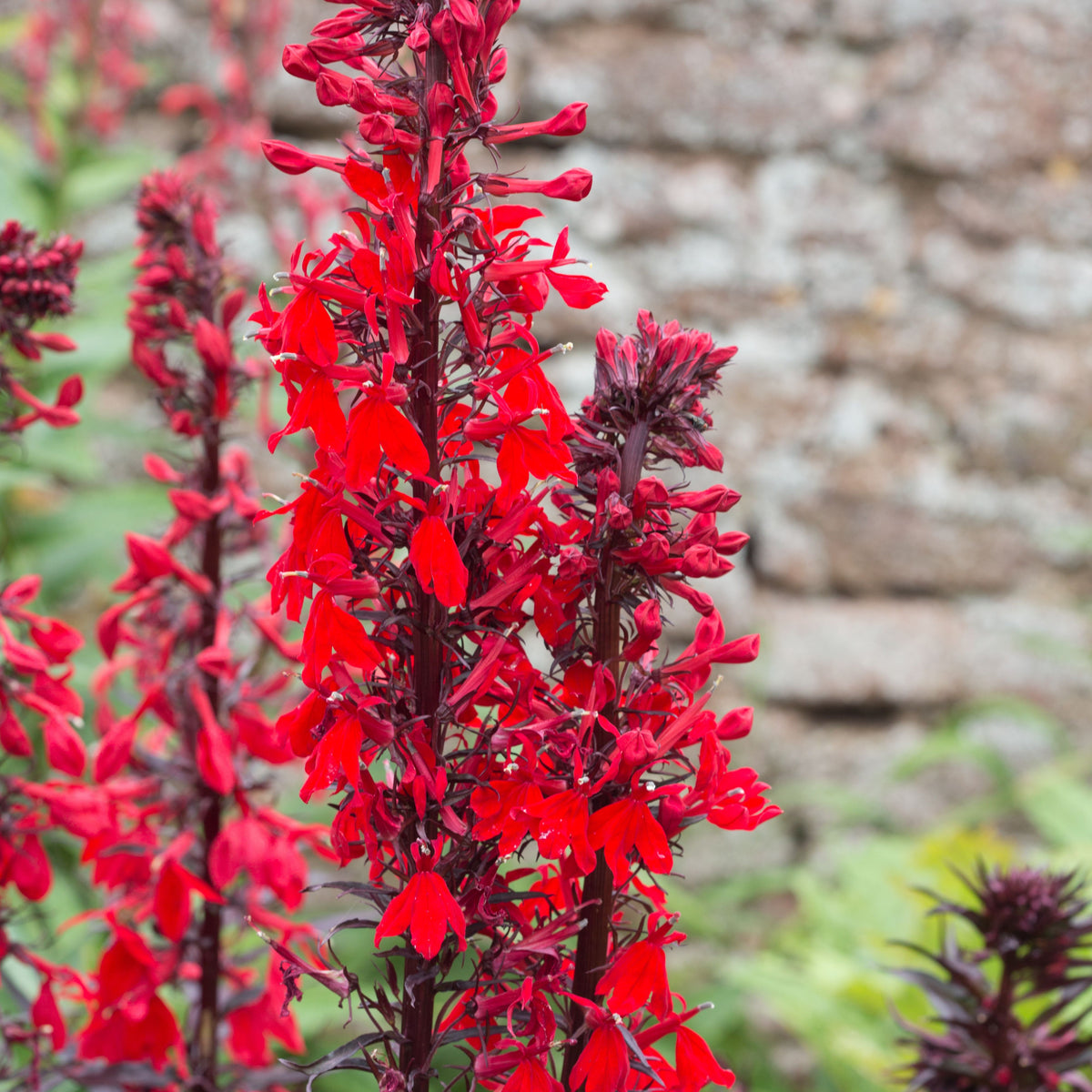Lobelia Cardinalis Seeds - Cardinal Seeds, Annual, 30+ seeds