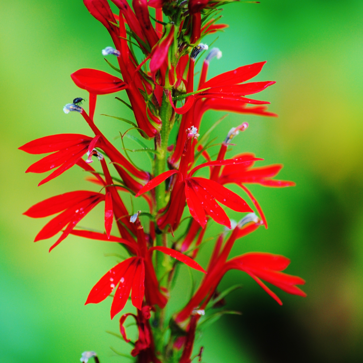 Lobelia Cardinalis Seeds - Cardinal Seeds, Annual, 30+ seeds