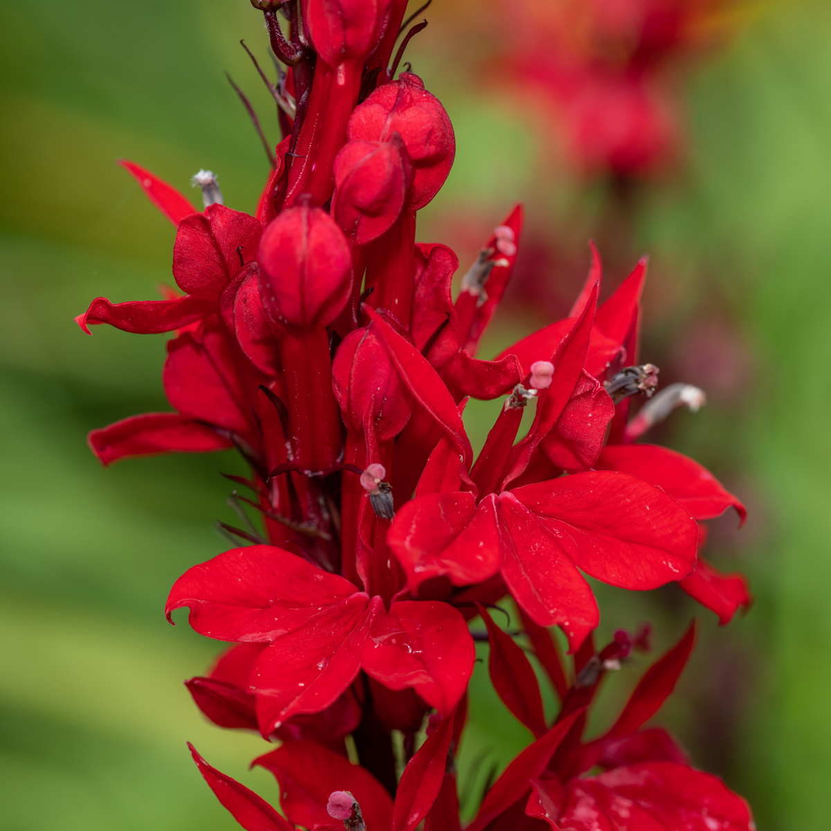 Lobelia Cardinalis Seeds - Cardinal Seeds, Annual, 30+ seeds